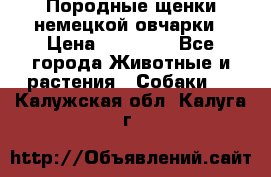 Породные щенки немецкой овчарки › Цена ­ 24 000 - Все города Животные и растения » Собаки   . Калужская обл.,Калуга г.